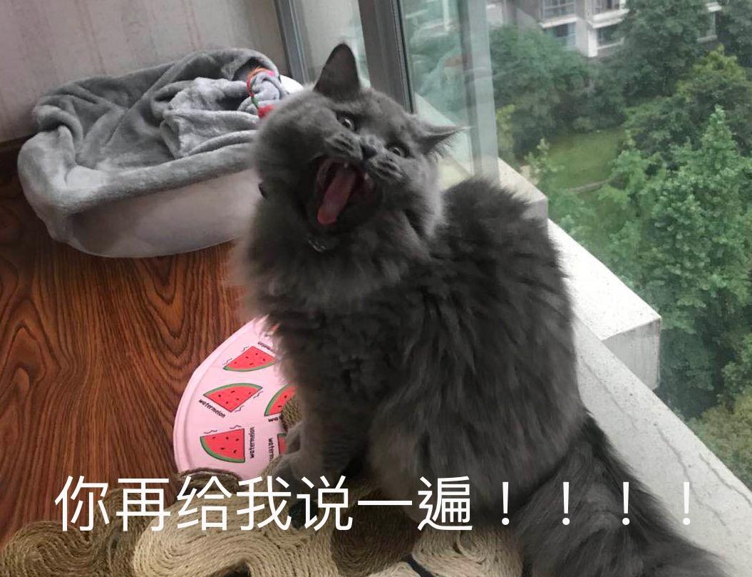 你的猫做了什么让你觉得他真聪明?