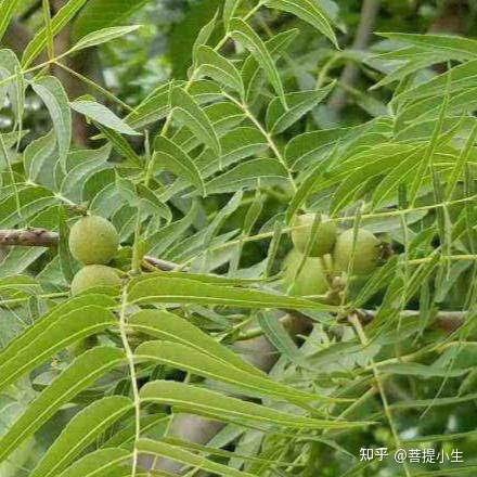 文玩猴头核桃市场谁能有深度的分析下? - 知乎