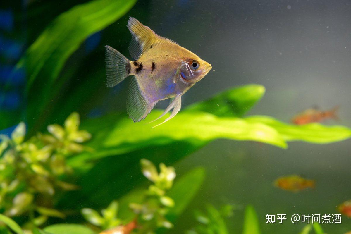 我們一般也常簡稱為魚卵,仔稚魚.