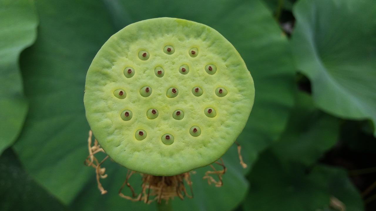 百合什么含义是什么