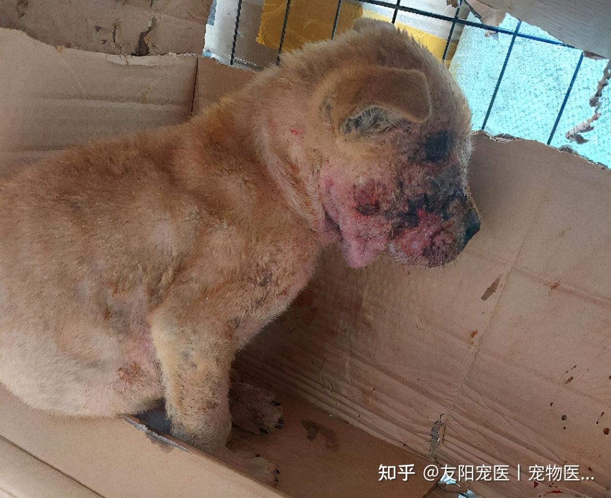 狗狗患上脓皮症怎么办皮肤溃烂还有救吗