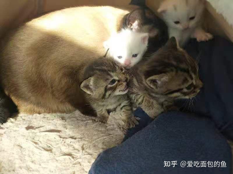 有人见过暹罗和加菲串出来的猫么?