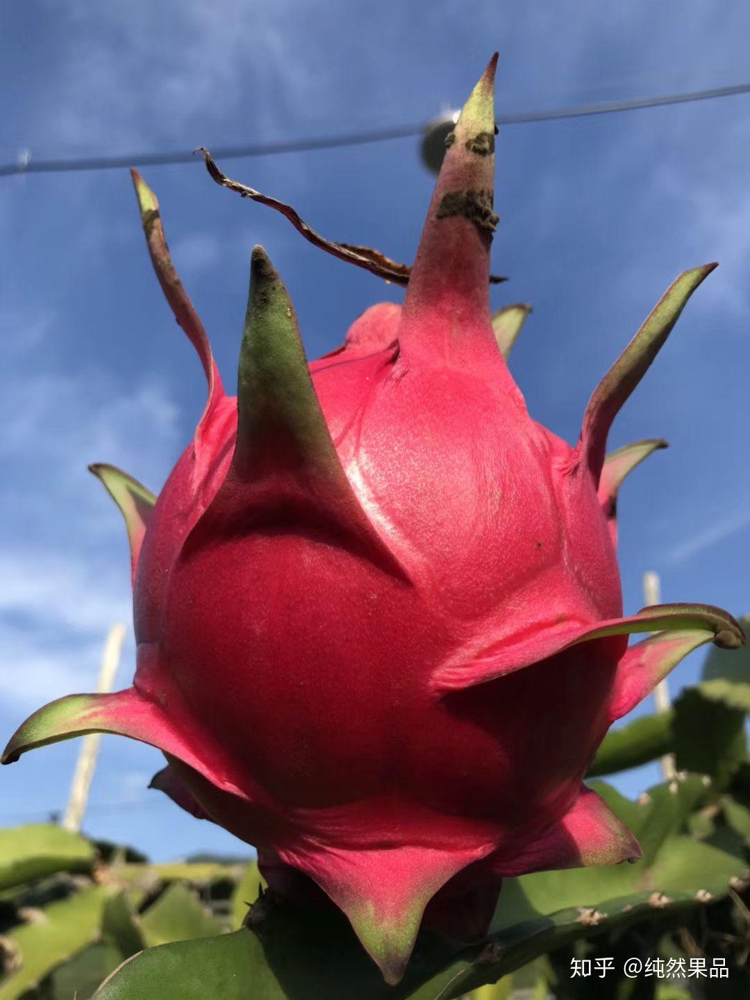 商,店面的过程,一般客户买到的都保存了差不多一个礼拜左右的果子了