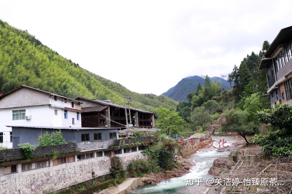 武夷山桐木关红茶:正山小种、金骏眉制作工艺介绍,烘焙重点知识 - 知乎