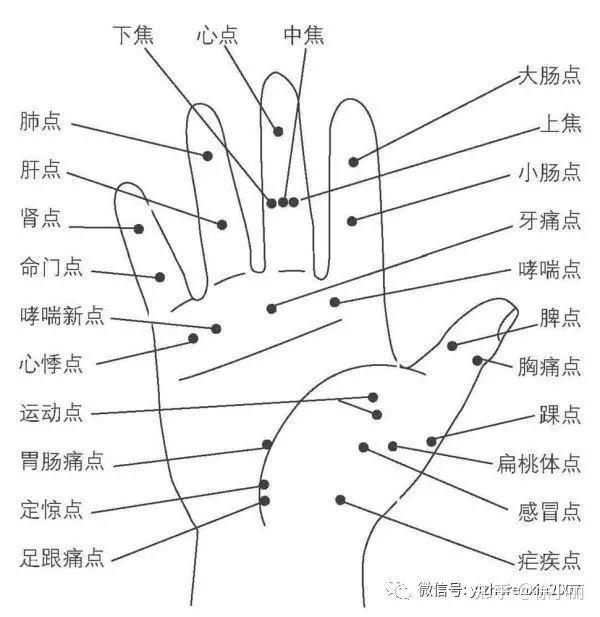 手针背侧图图片