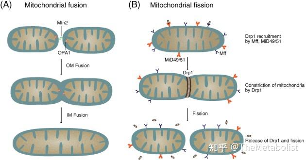 線粒體作為一個高度動態的細胞器,在細胞中不斷進行融合與分裂,保持