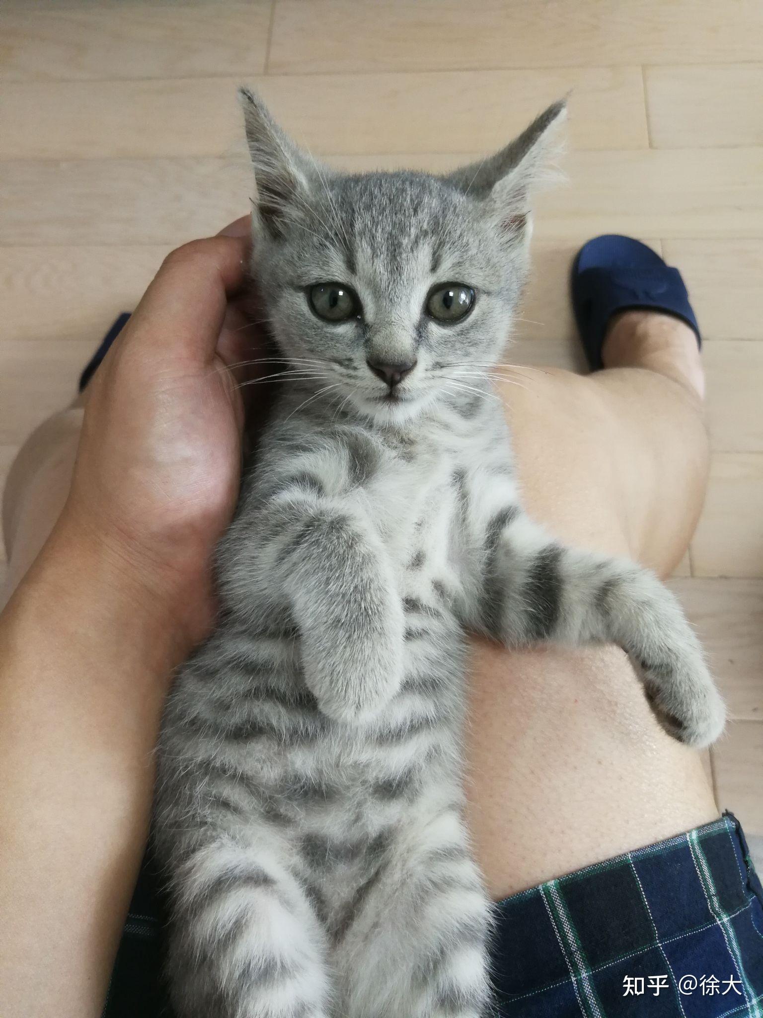 我看有人养这种灰色的狸花猫,去哪里找? - 知乎