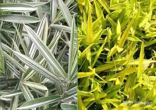 竹类植物识别图鉴（超全），值得珍藏！ - 知乎