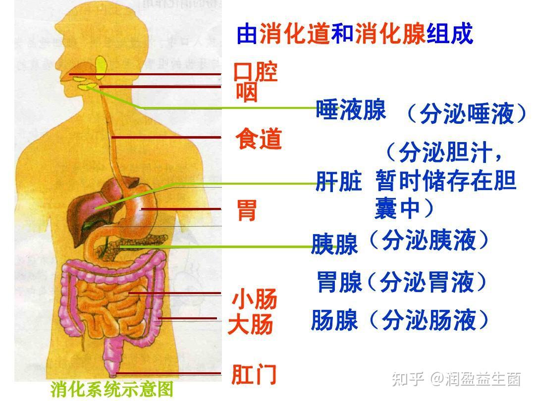 食物在人体消化流程图图片