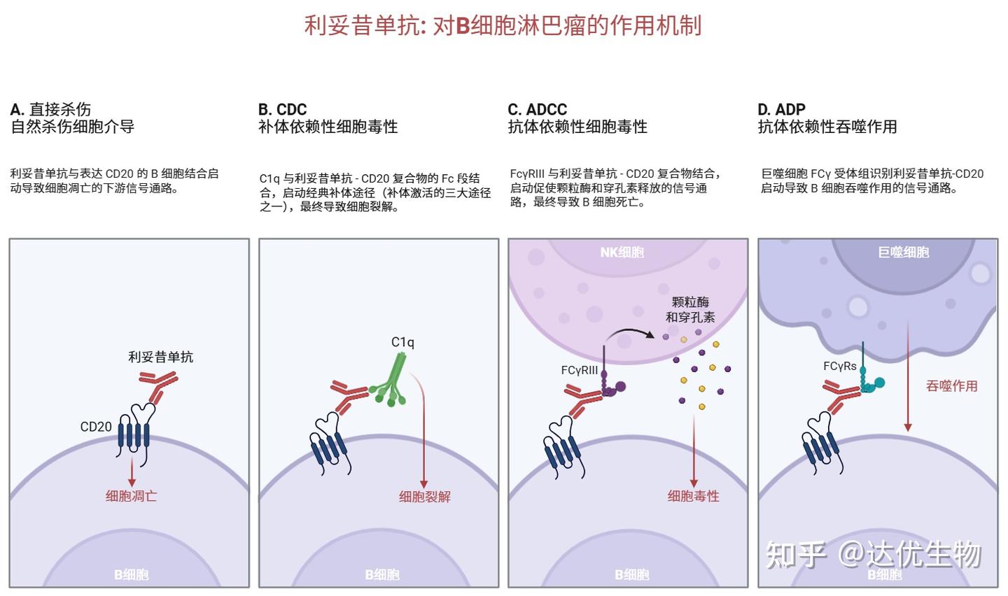 CD3、CD20…揭秘淋巴瘤免疫组化报告上的“CD家族” - 知乎