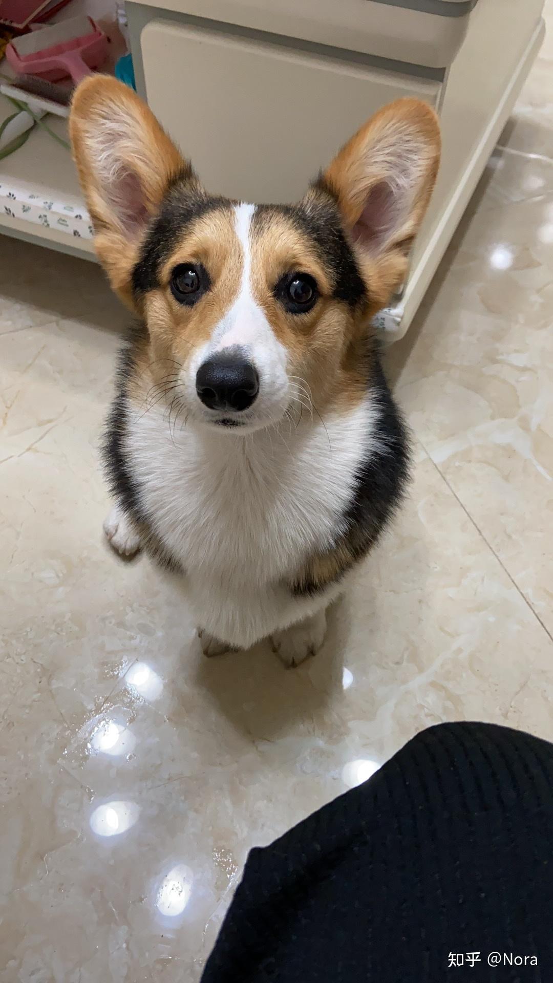 大家帮我看看这只三色柯基怎么样