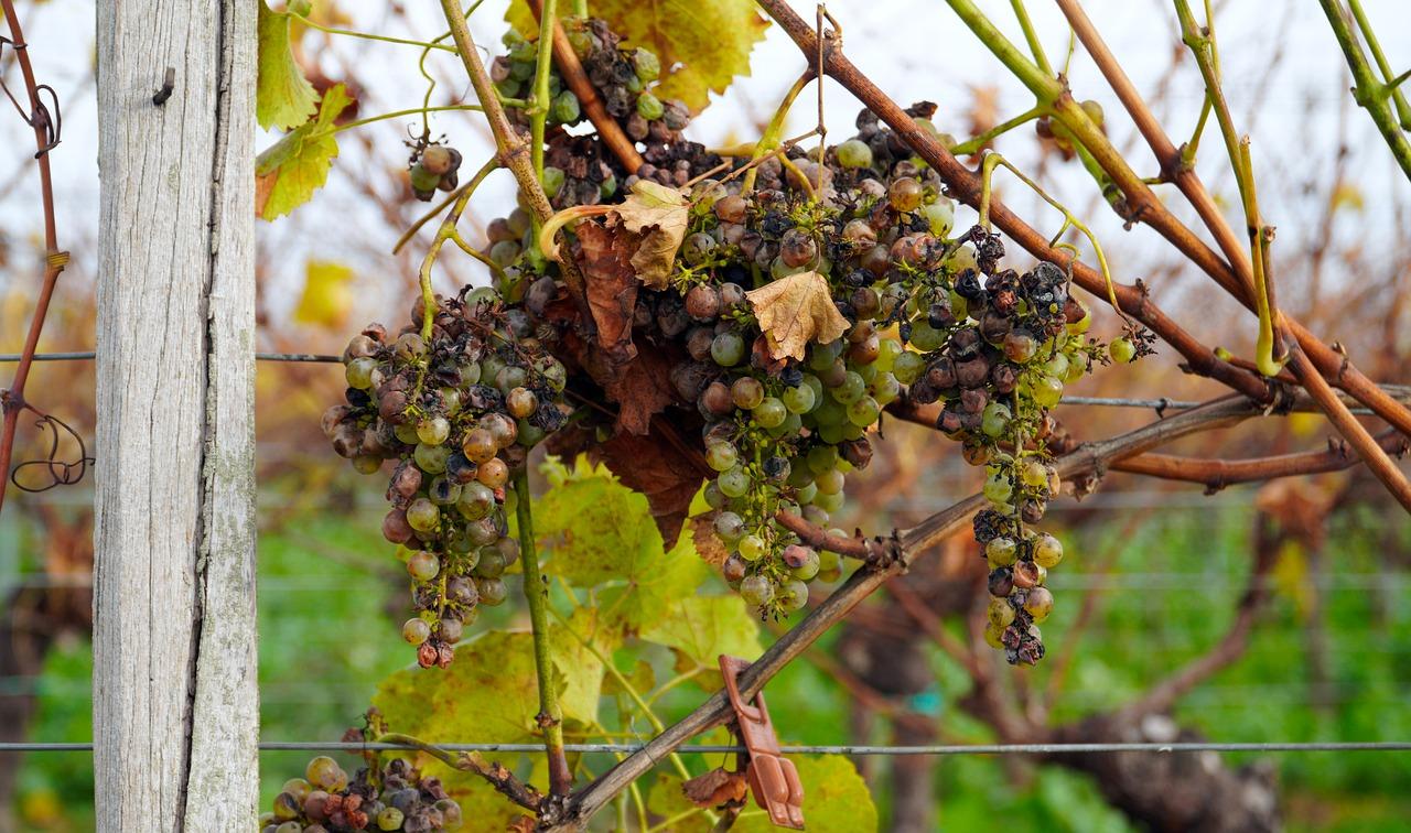 葡萄架上种什么合适