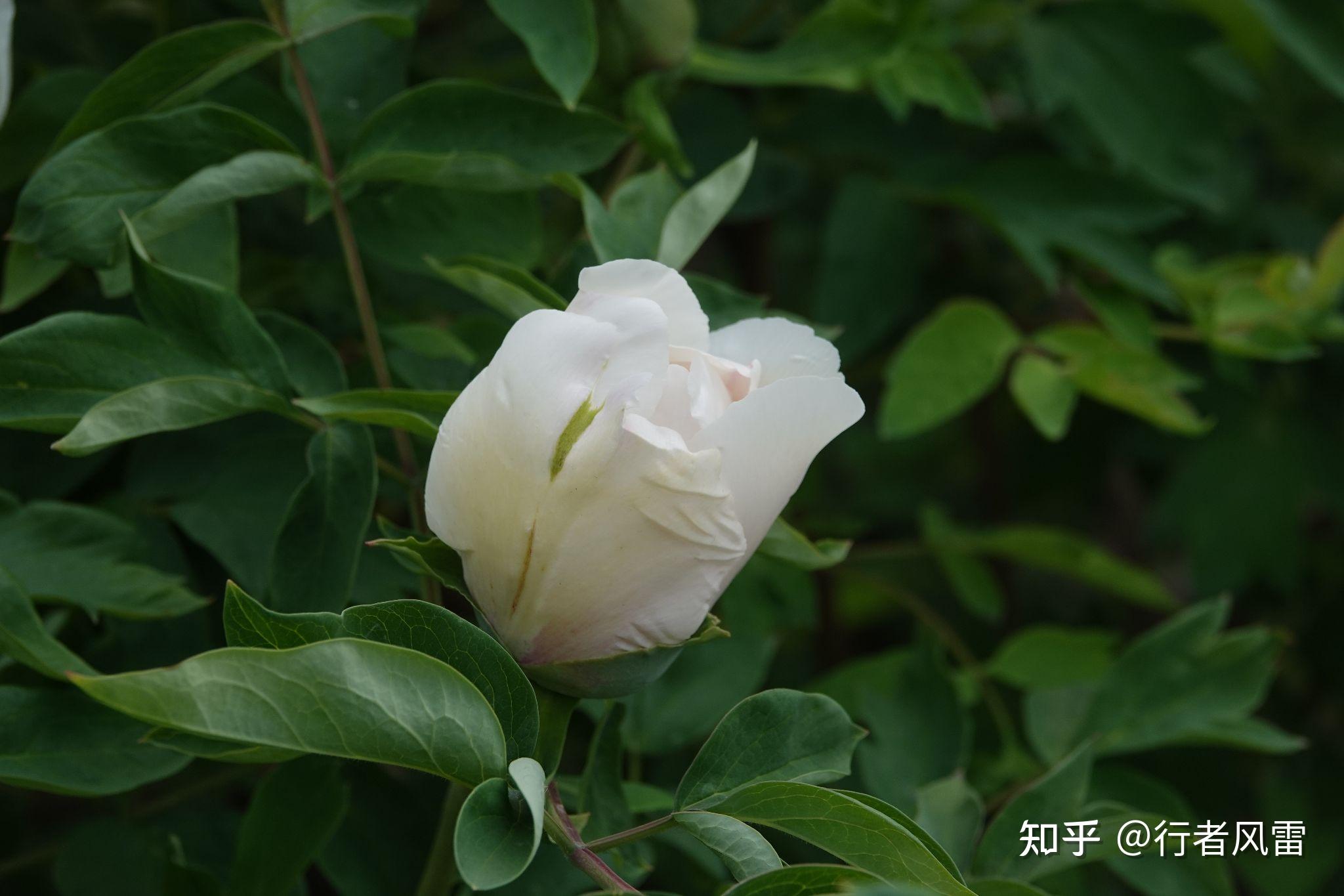 错峰赏牡丹东北花正艳