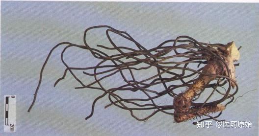 拔葜饮片云南兔耳风威灵仙与鬼臼图文鉴别威灵仙鬼臼【炮制】除去杂质