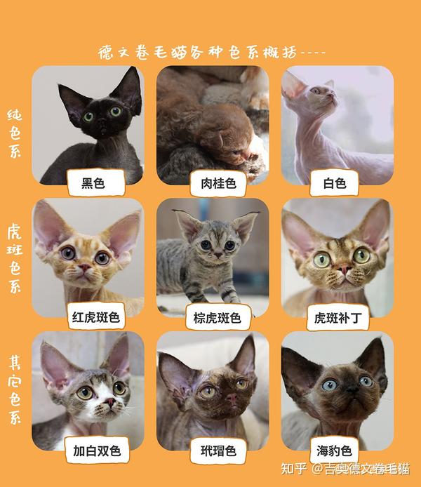 选德文不踩坑 |吉奥德文卷毛猫品种标准全解析 - 知乎