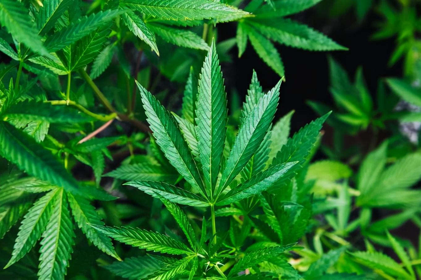 谈麻色变正视汉麻或许你会发现汉麻的神奇之处