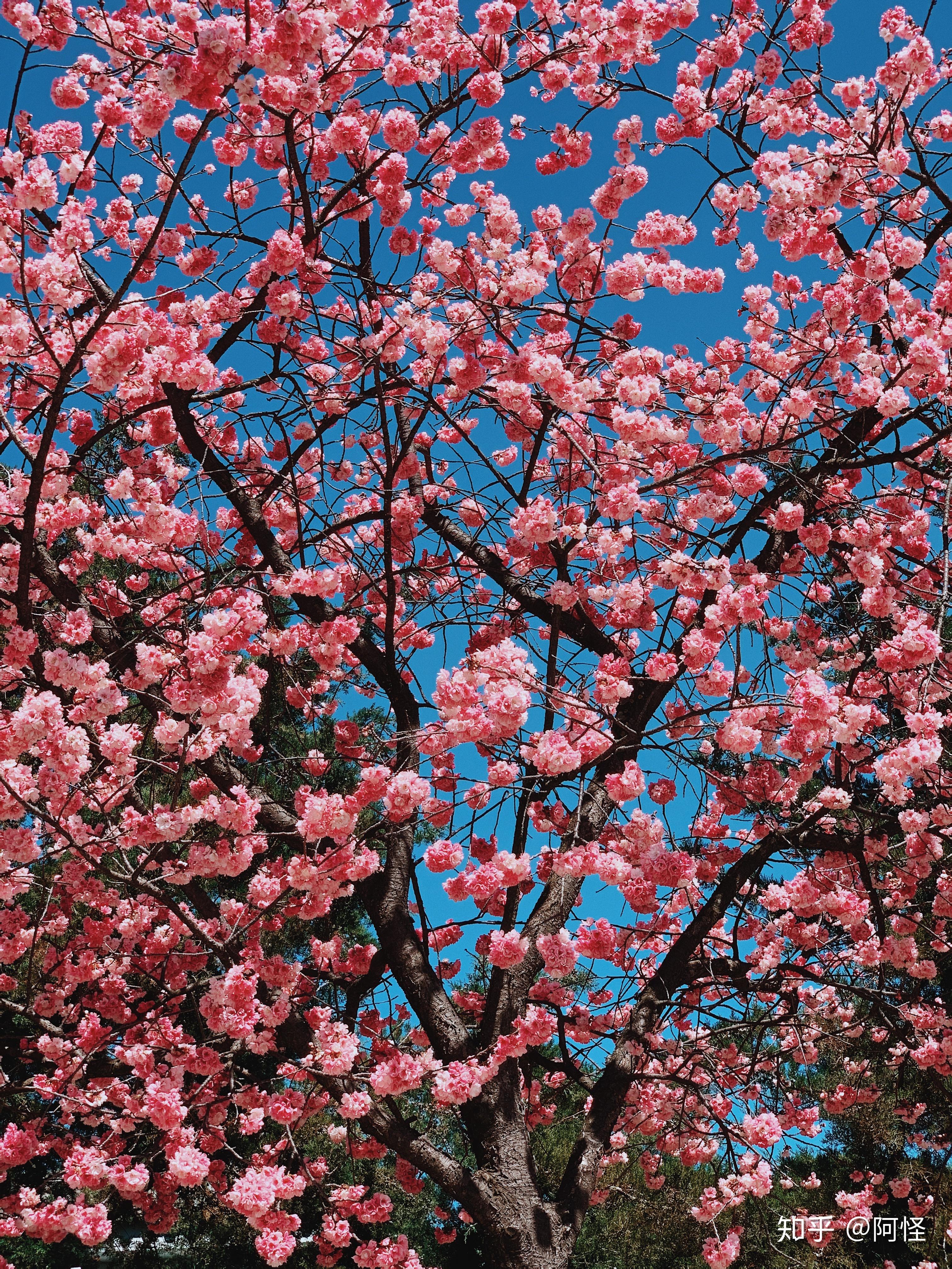 今日春分你的身边或相册里有没有很春天的景色可以分享