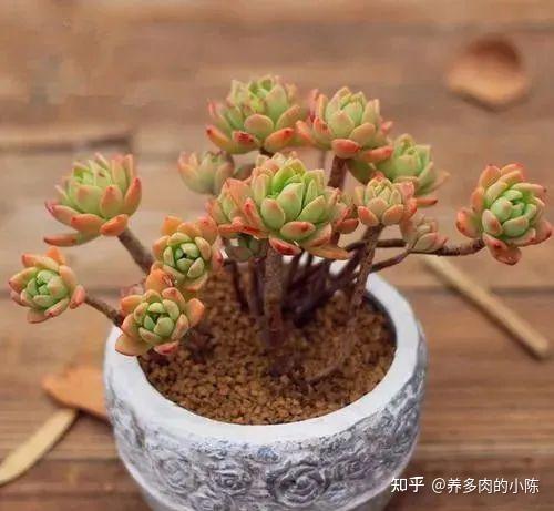 8种最容易出状态的多肉小老桩，你也可以养的很好！ - 知乎