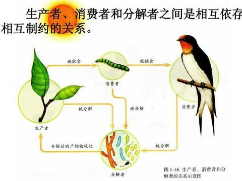 生产者消费者分解者图片