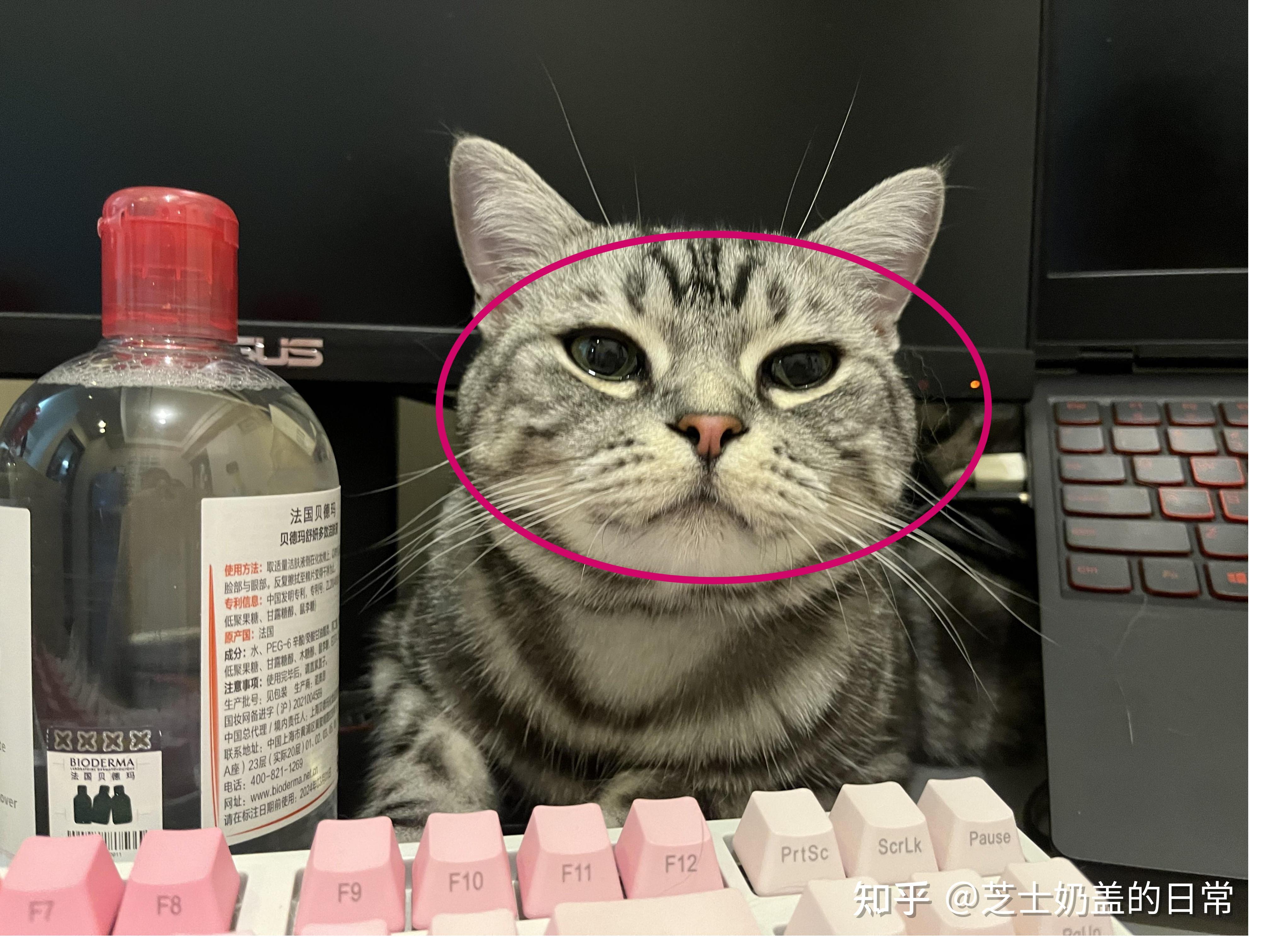 美短和狸花猫应该怎么辨认？ - 知乎