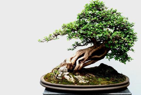 银杉,水杉,金钱松等等,这些树种是制作盆景的上好材料,大自然为盆景的