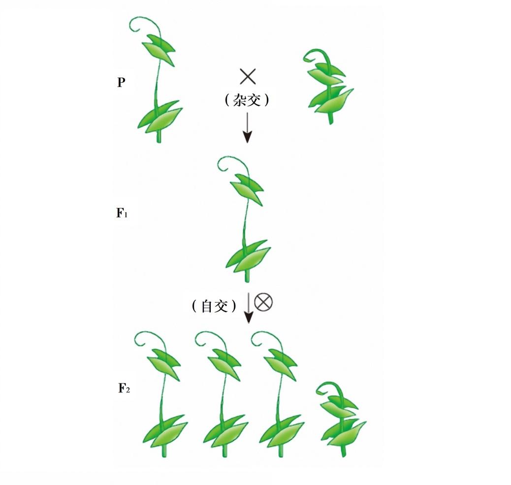 孟德尔自交遗传图解图片