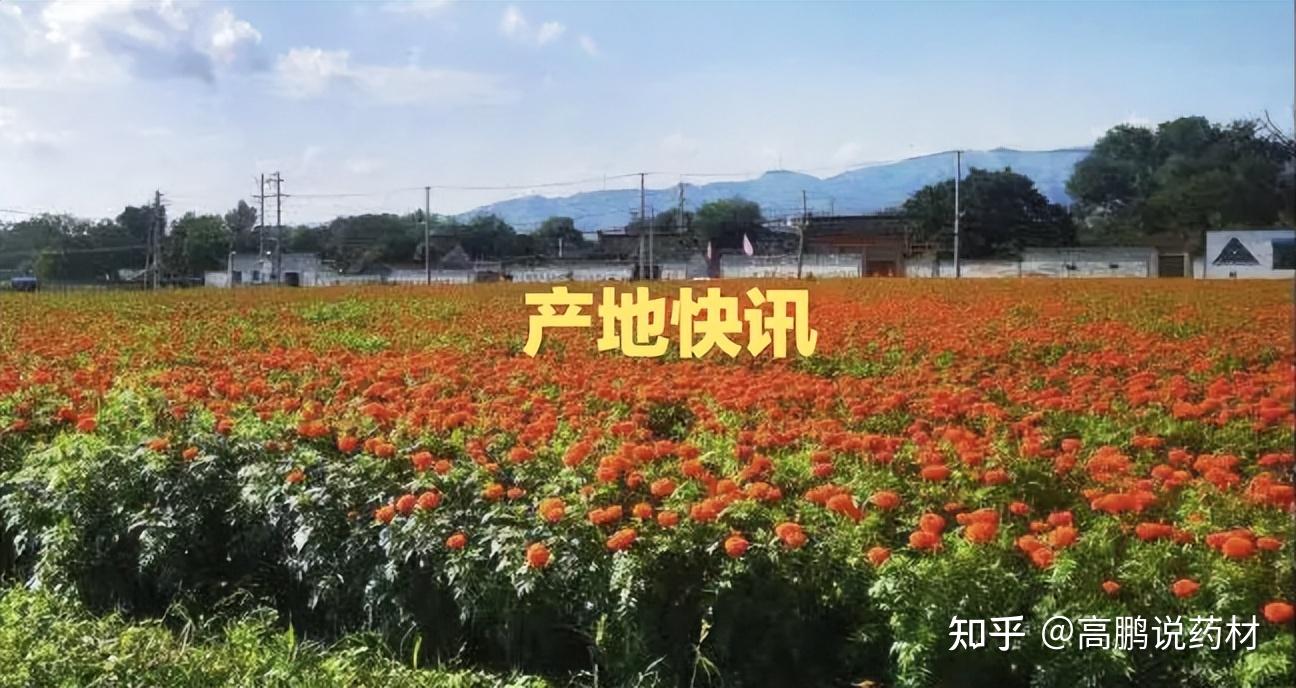 高鹏说药材2024年4月12日中药材产地行情快讯