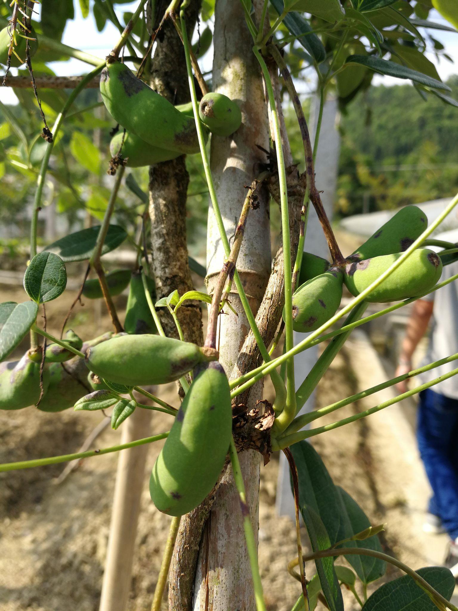 八月瓜恩施野生水果