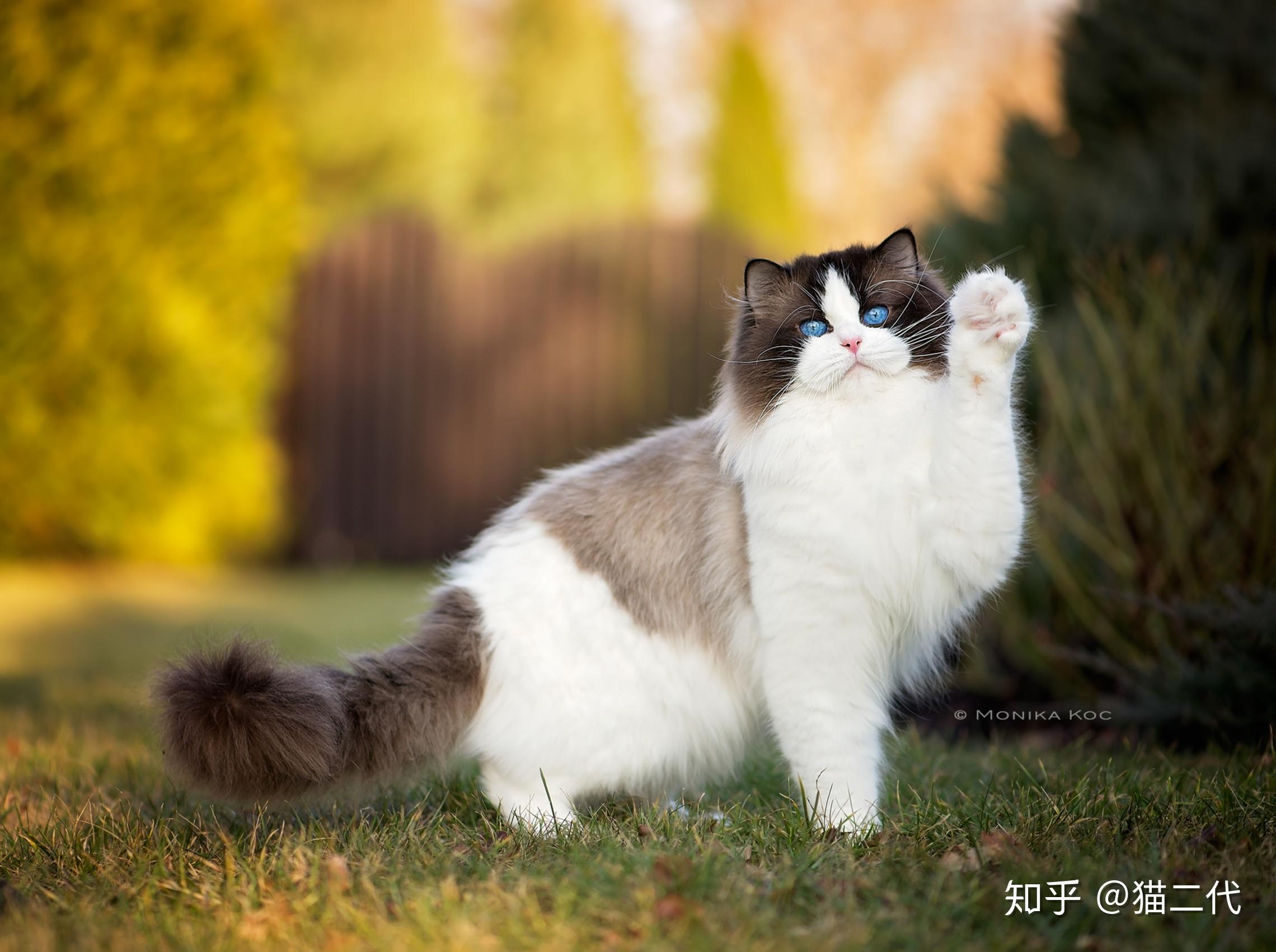 布偶猫介绍之图案(花色)篇