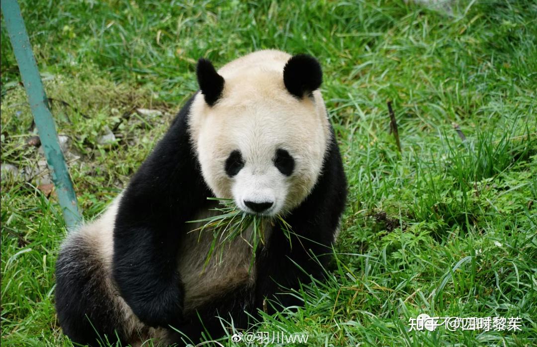 大熊猫毛毛,在2008年汶川地震中去世 - 知乎