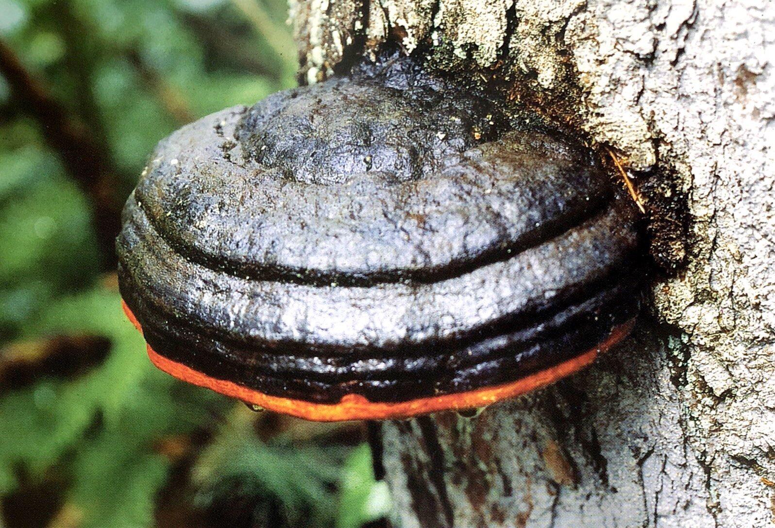 "老寒腿"的克星——红缘拟层孔菌