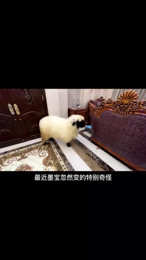 墨宝颂珂不听话对不起儿子是妈妈大意了颂珂不听话当无脸羊遇见神秘大