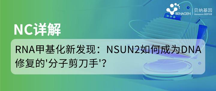 NC | RNA甲基化新发现：NSUN2如何成为DNA修复的'分子剪刀手'？ - 知乎