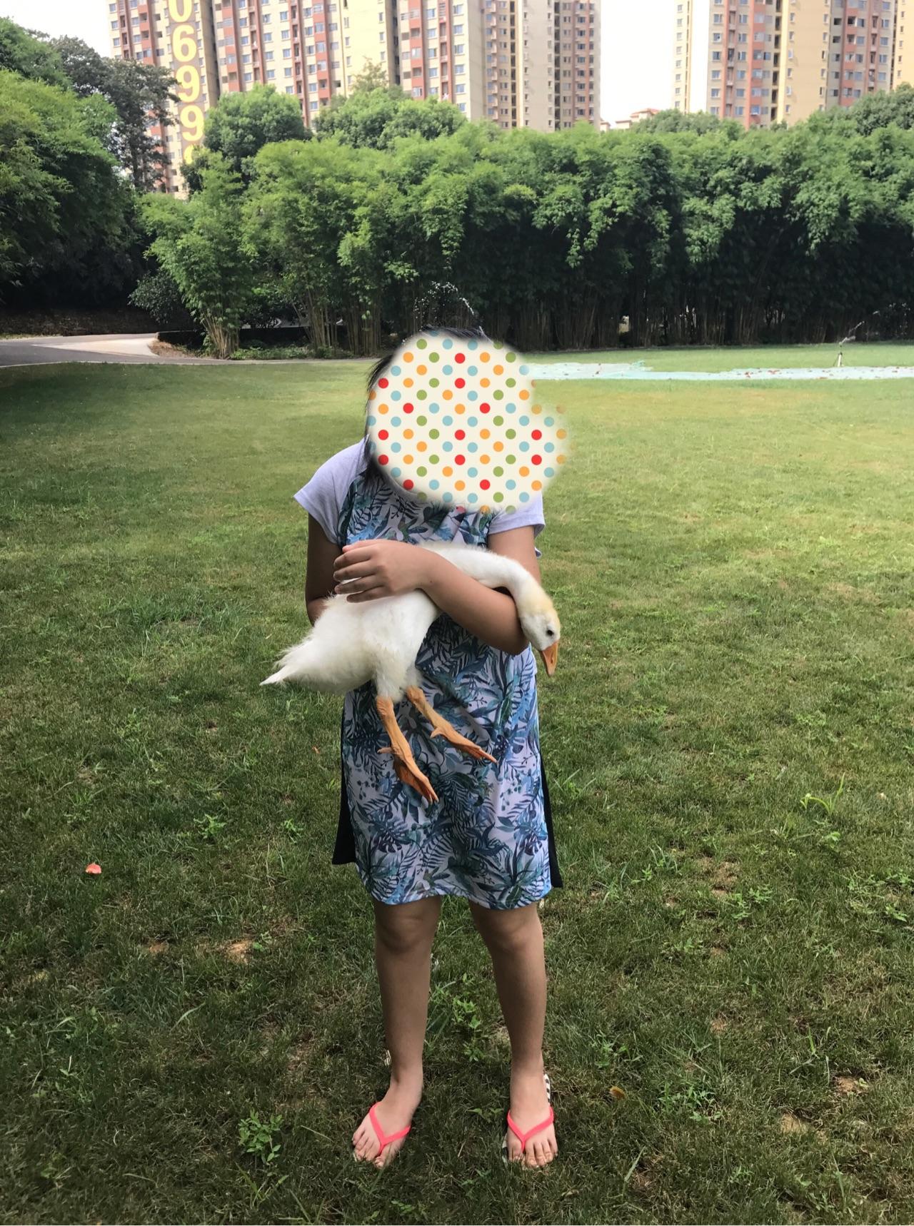 养小鸭子做宠物是什么体验?