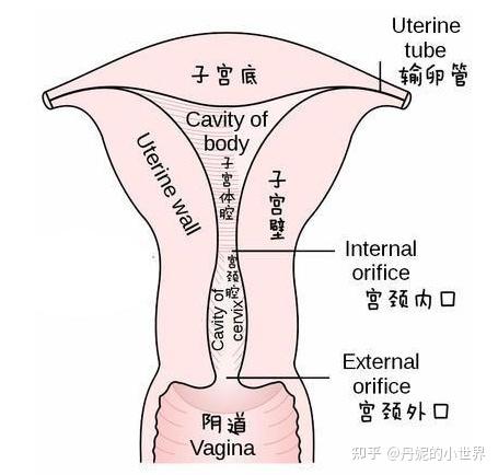 子宫组织学分层图图片