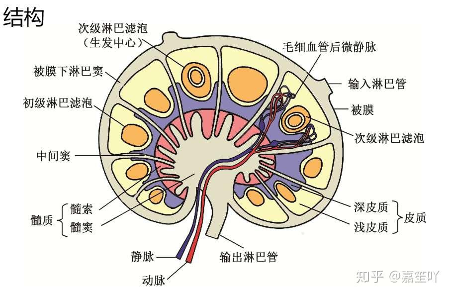 脾实质由白髓,红髓和边缘区组成