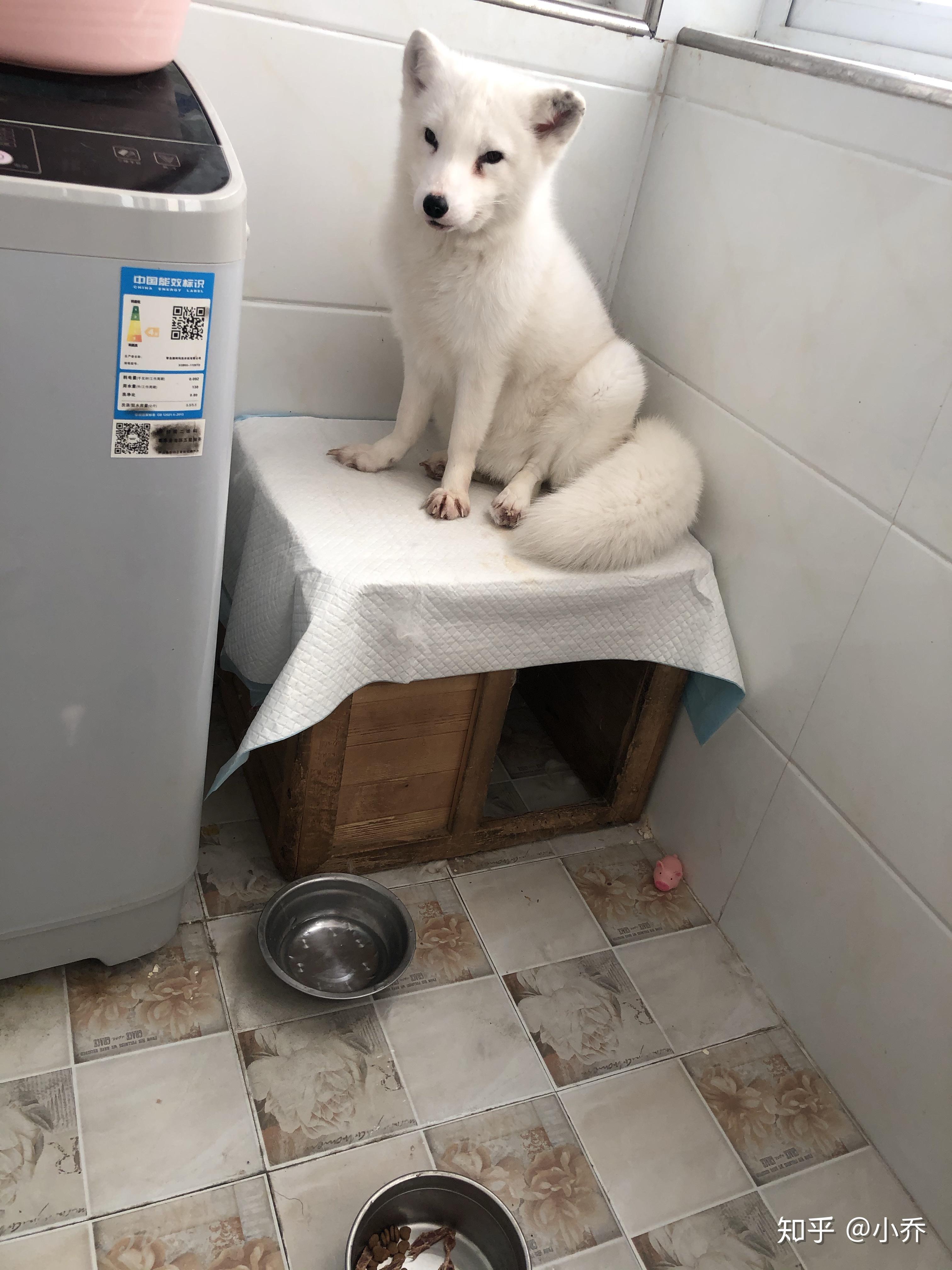 在家饲养狐狸是种什么体验? - 知乎