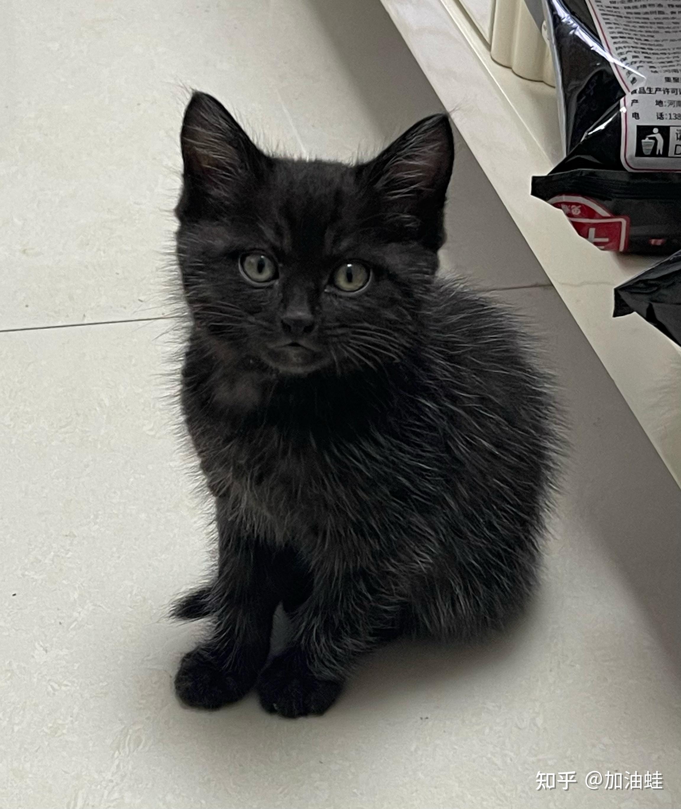 为什么朋友这只黑猫长出来了白毛