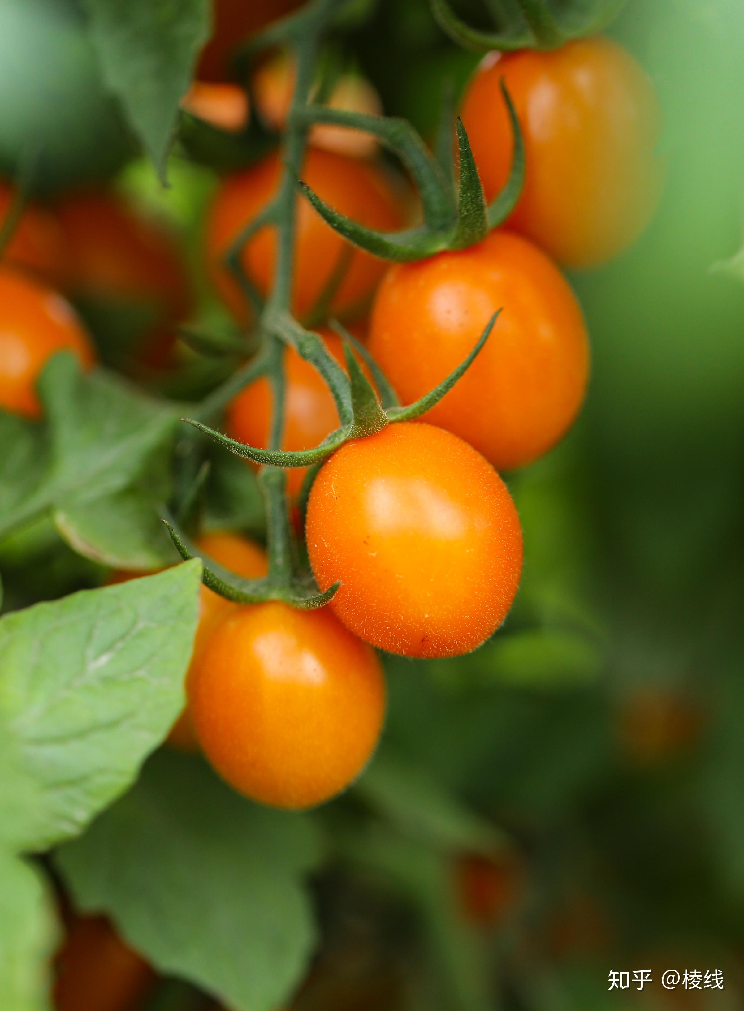 金玲珑黄色小番茄