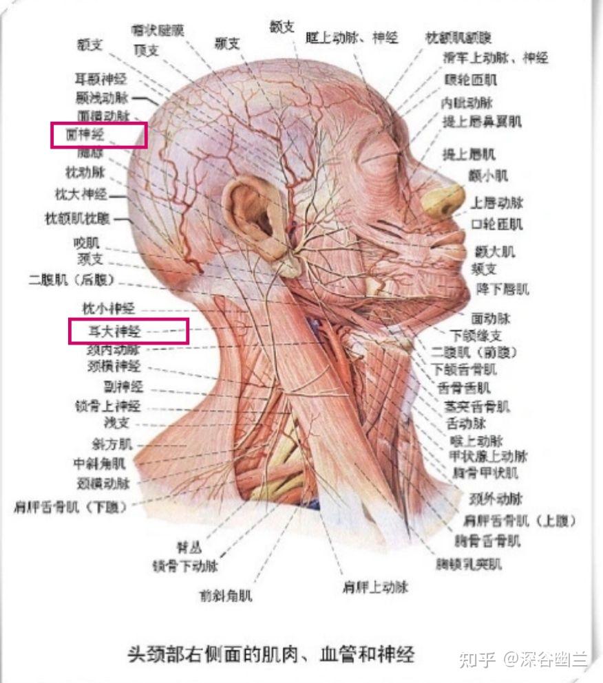 耳大神经痛的位置图片图片