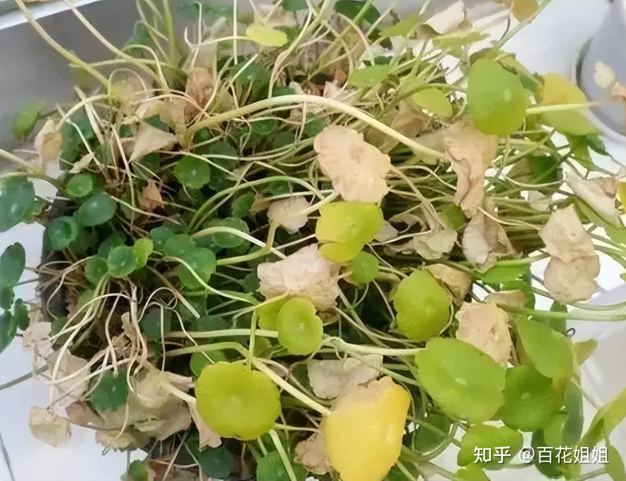 桌面上想养耐阴的盆栽植物，这12种椒草就很适合，看着就想入手 - 知乎