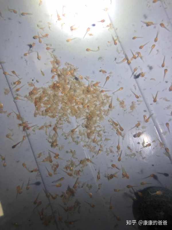 角蛙饲养十六之母蛙抱卵