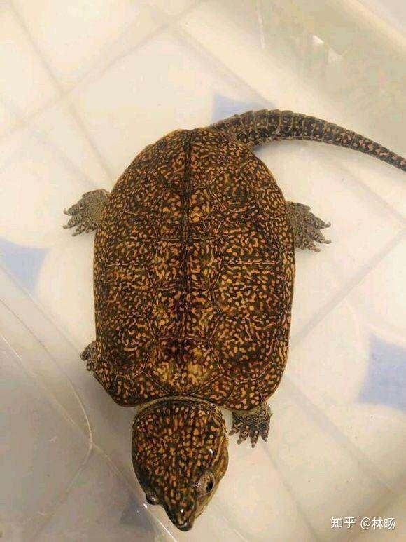 鹰嘴龟寿命图片