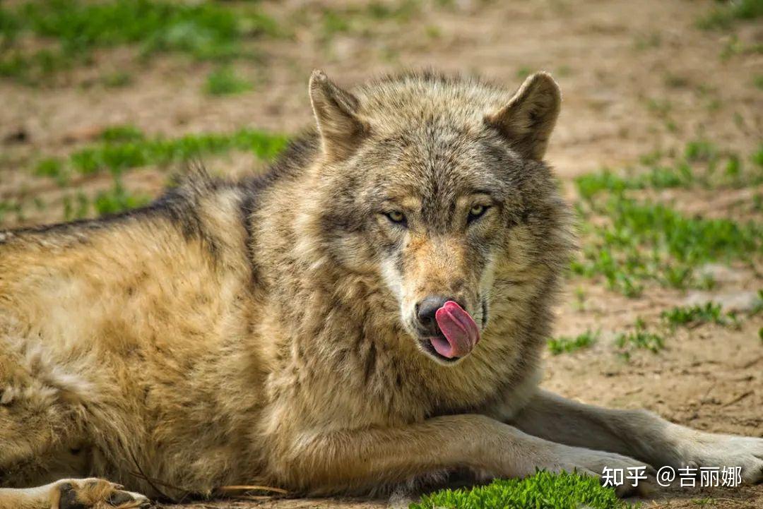 一头母狼的启发