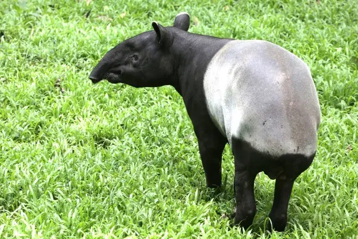 黑白色的动物都有哪些? - 知乎