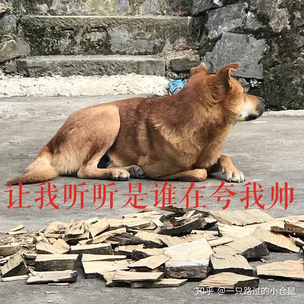 養中華田園犬是怎樣一種體驗