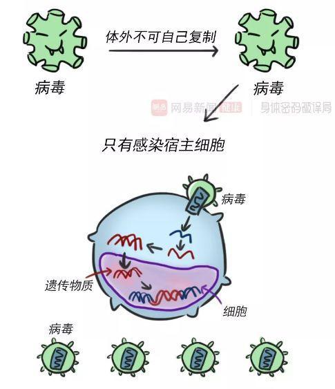 繁殖细菌在合适的环境中细菌和病毒不同新型冠状病毒离开人体后会发生