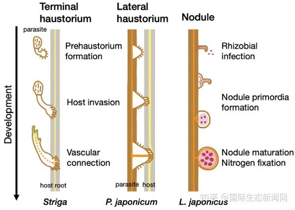 植物与周围生物间的巧妙“合作”——为吸收养分而发育的寄生植物吸器与豆科植物根瘤 - 知乎