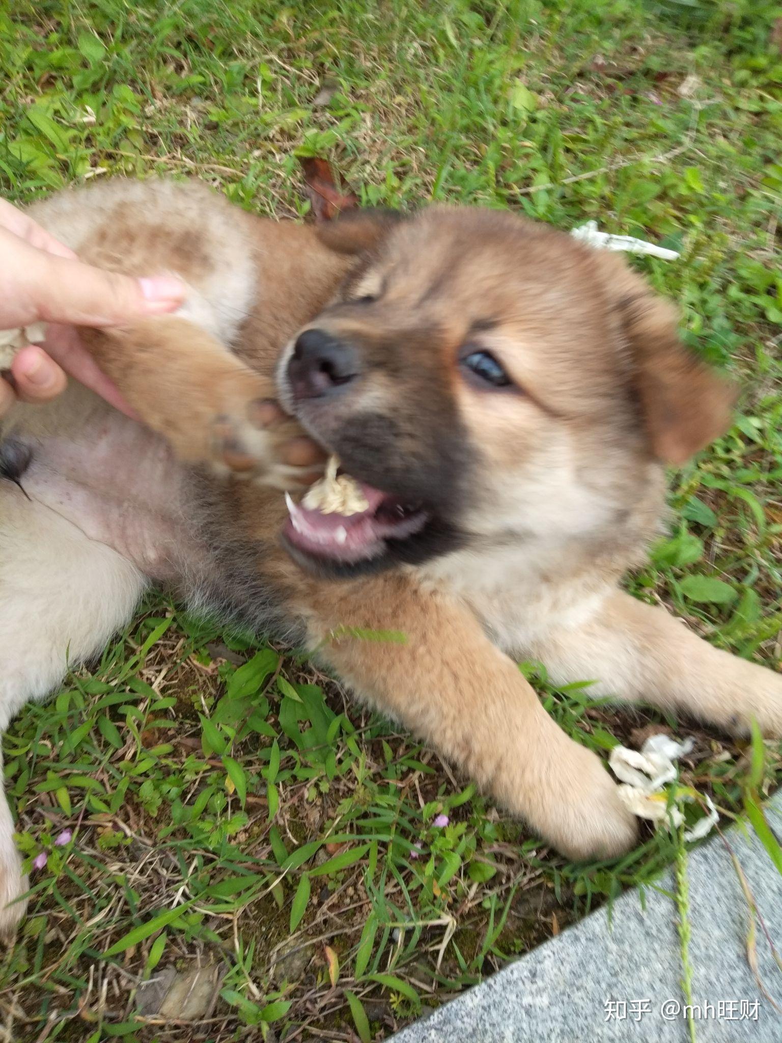 正宗的中華田園犬到底長什麼樣