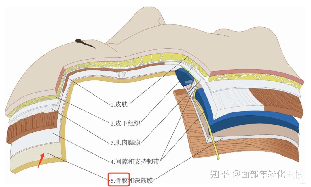 高阶抗衰丨从面部骨相老化谈轮廓固定的合理性及必要性 - 知乎